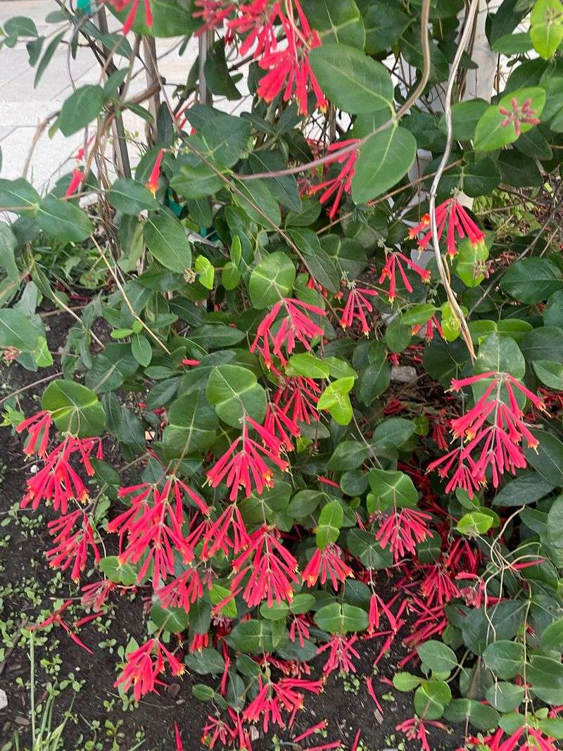 Prune Lightly After Heavy Bloom Prune Lightly After Heavy Bloom