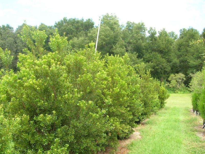 Prune Lightly And Respect The Fire-Safety Boundary