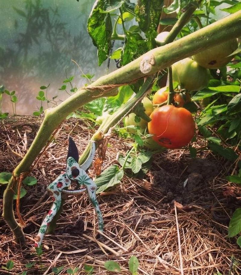 Prune Lightly Without Exposing Tomatoes To Sunscald Prune Lightly Without Exposing Tomatoes To Sunscald