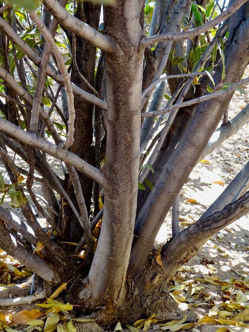 Prune Only To Maintain Its Natural Shape Prune Only To Maintain Its Natural Shape
