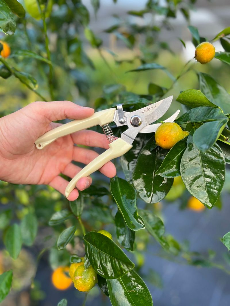 Prune Only To Remove Damaged Growth