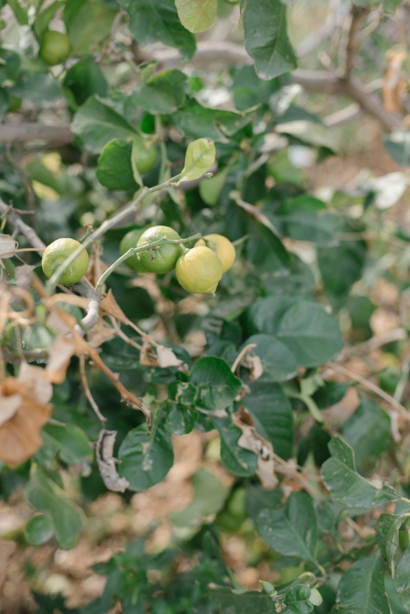 Prune Only To Remove Lifeless Or Crossing Branches Prune Only To Remove Lifeless Or Crossing Branches