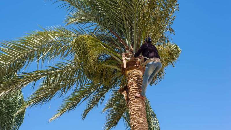 Prune Palms With Restraint