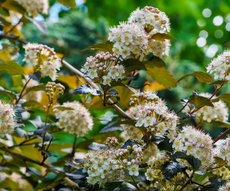 Prune Right After Bloom To Save Next Year's Flowers Prune Right After Bloom To Save Next Year's Flowers