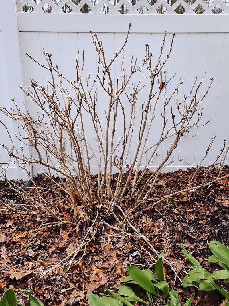 Prune Right After Flowering