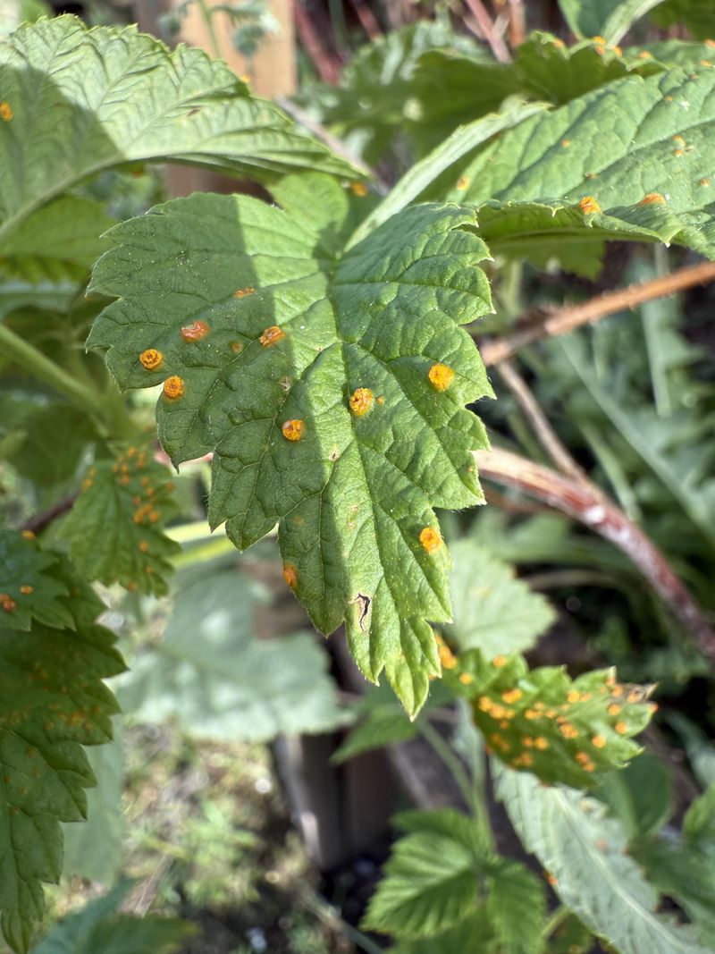 Prune Right After Harvest To Prevent Disease Spread
