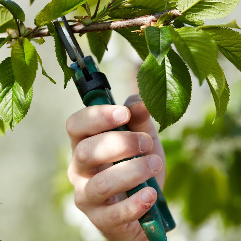 Prune Right After The Fruit Comes Off