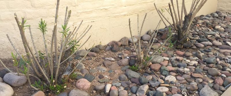 Prune Shrubs On A Regular Schedule