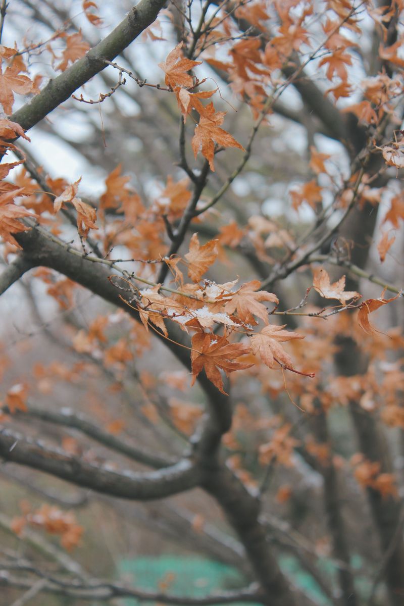 Prune Weak Or Struggling Branches Prune Weak Or Struggling Branches
