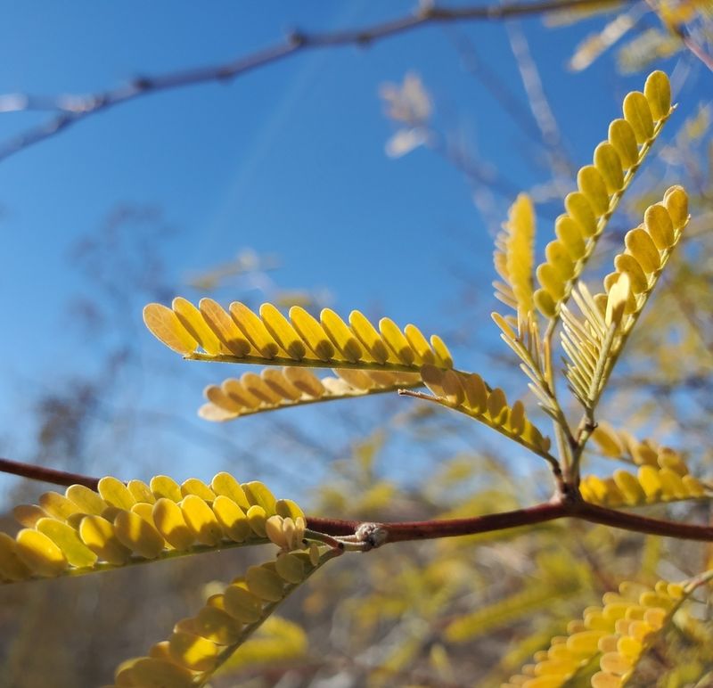Prune Young Branches To Shape A Strong Structure Prune Young Branches To Shape A Strong Structure