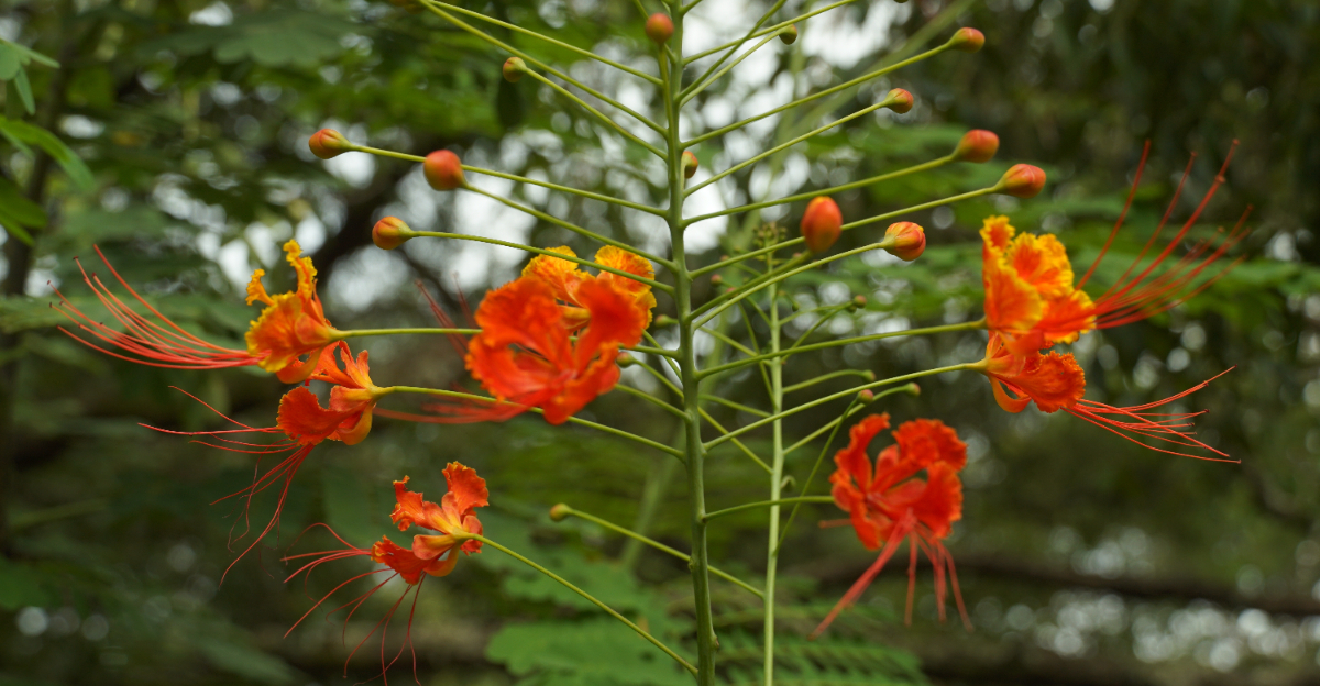 Red Bird Of Paradise (featured image)