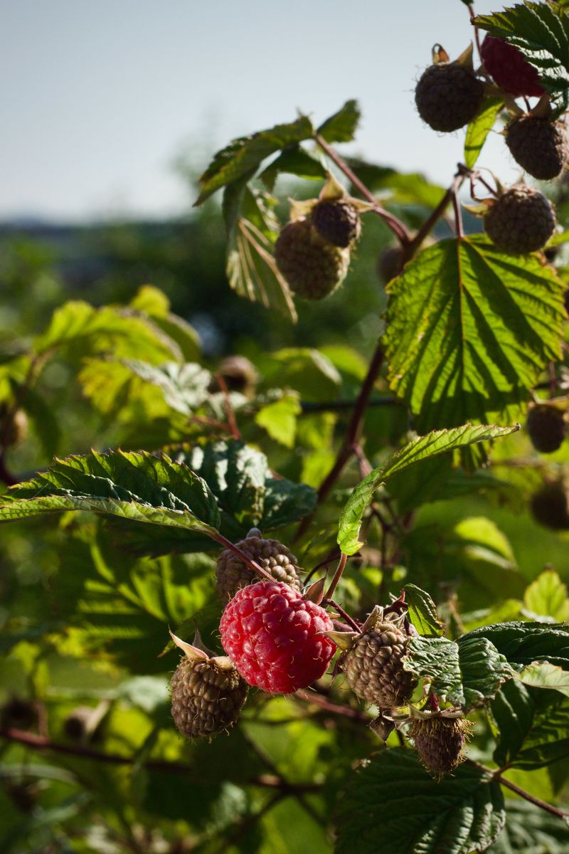 Prune Your Raspberries Now For A Bigger Harvest Next Year