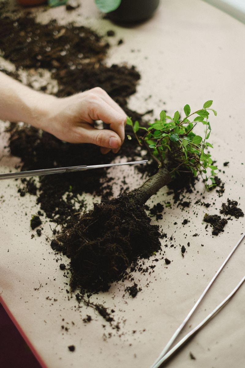 Pruning And Shaping Techniques For Beginners Pruning And Shaping Techniques For Beginners