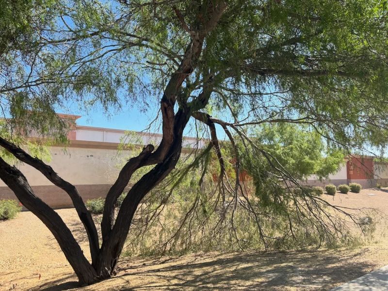 Pruning Before Storms Can Leave Branches Vulnerable Pruning Before Storms Can Leave Branches Vulnerable