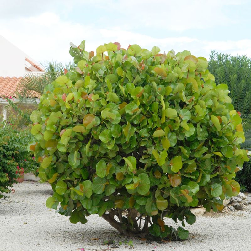 Pruning Keeps The Shrub In Bounds