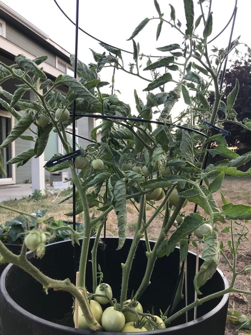 Pruning Stress Temporarily Curls Nearby Leaves Pruning Stress Temporarily Curls Nearby Leaves
