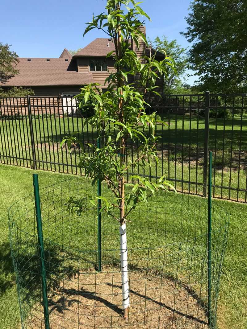 Pruning Too Early Risks Buds Pruning Too Early Risks Buds