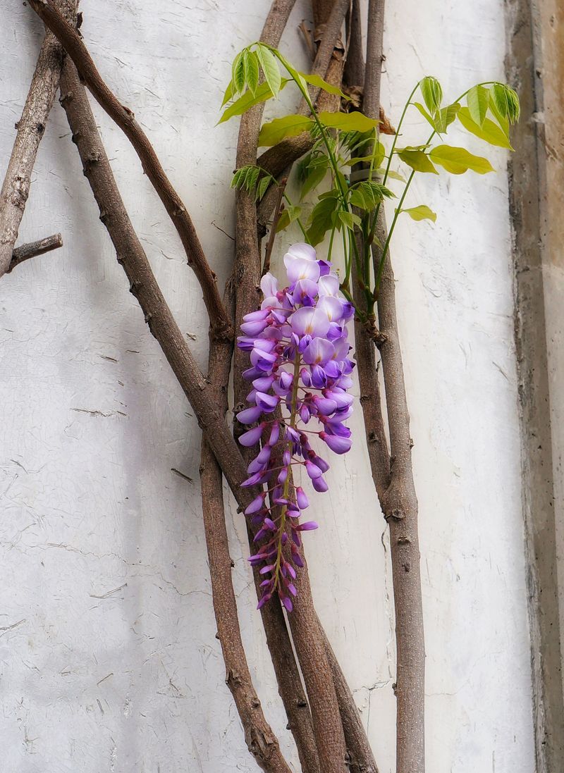 Pruning Twice A Year Is The One Thing That Keeps Wisteria In Check Pruning Twice A Year Is The One Thing That Keeps Wisteria In Check