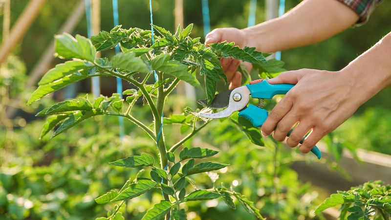 Pruning Wet Plants With Dirty Tools