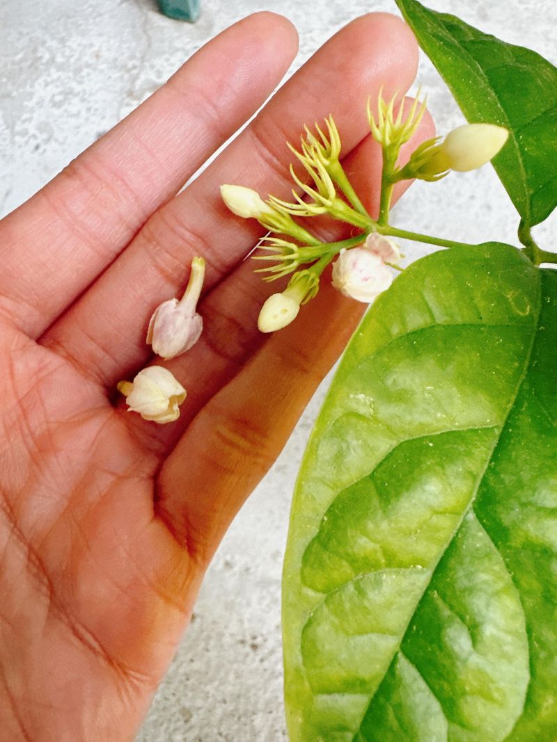 Pruning While Flower Buds Are Forming Pruning While Flower Buds Are Forming