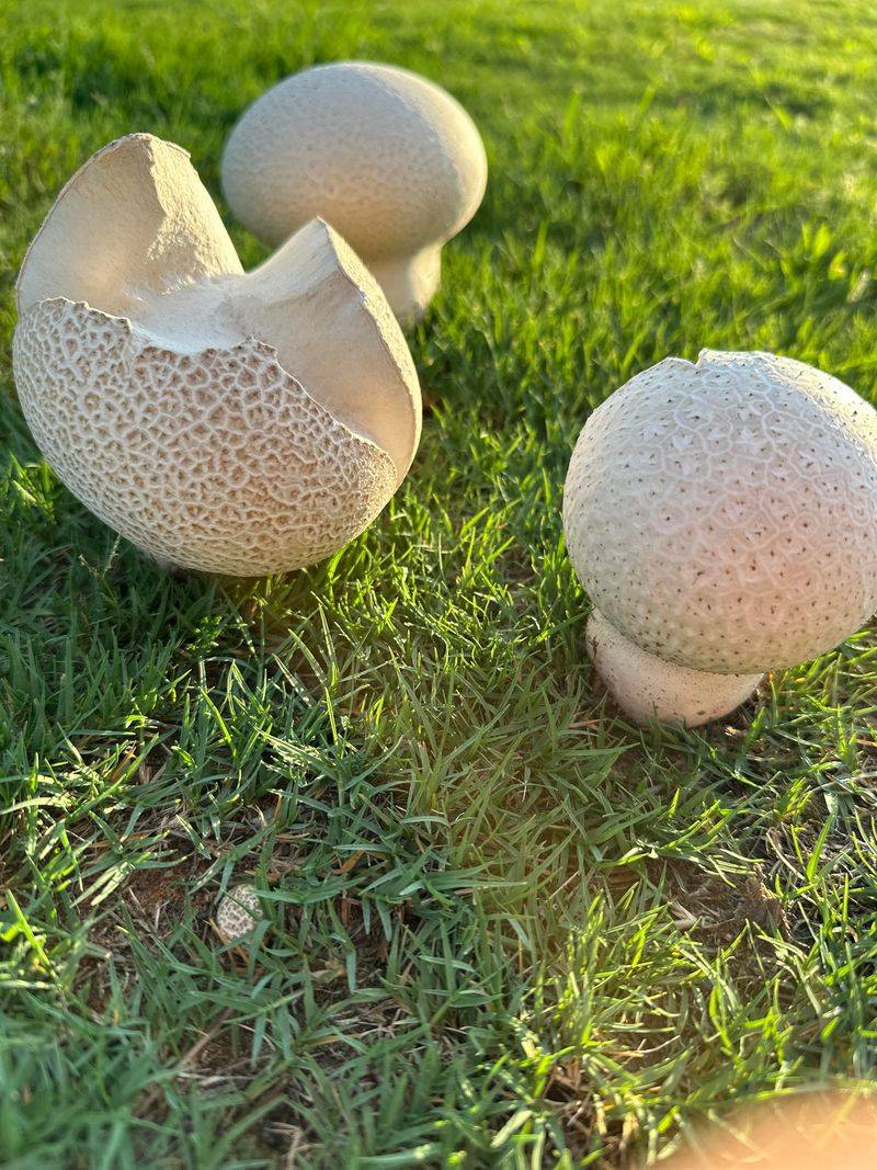 Puffballs Appear After Wet Weather Puffballs Appear After Wet Weather