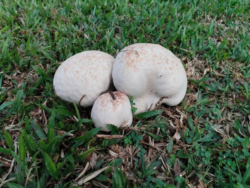 Puffballs Need More Than A Quick Look Puffballs Need More Than A Quick Look