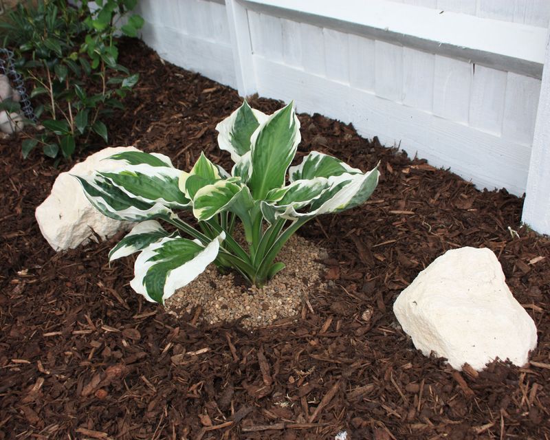 Pull Mulch Back From The Hosta Base