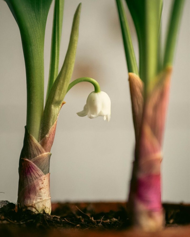 Pull New Shoots Consistently Throughout The Season