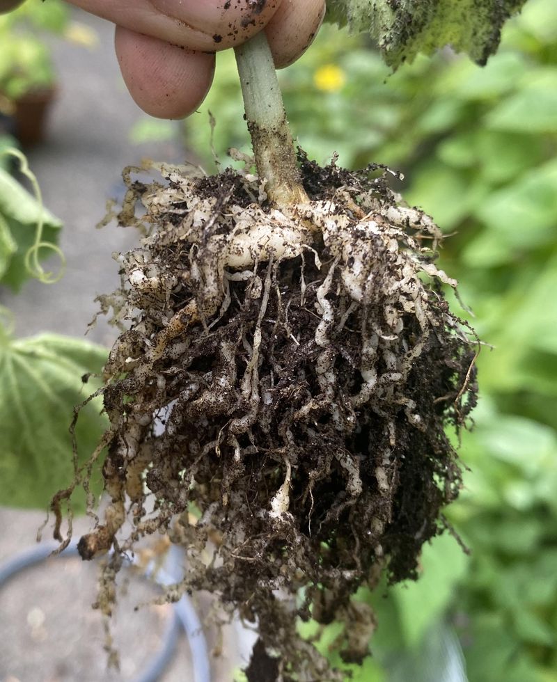 Pull Roots For Diagnosis