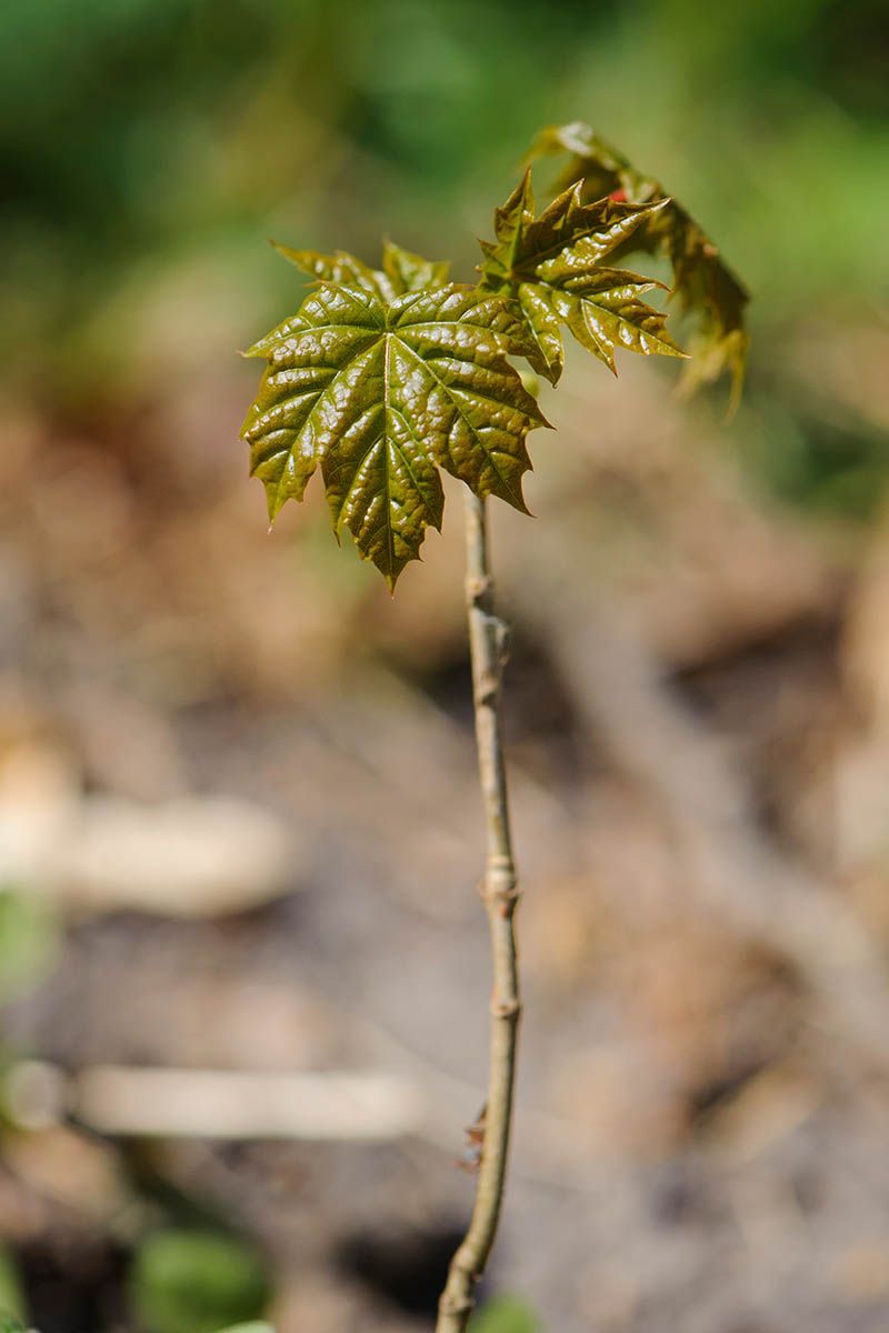 Pull Seedlings By Hand While The Soil Is Moist Pull Seedlings By Hand While The Soil Is Moist