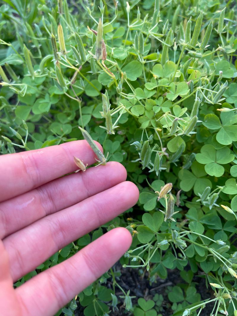 Pull Small Patches After Rain Pull Small Patches After Rain