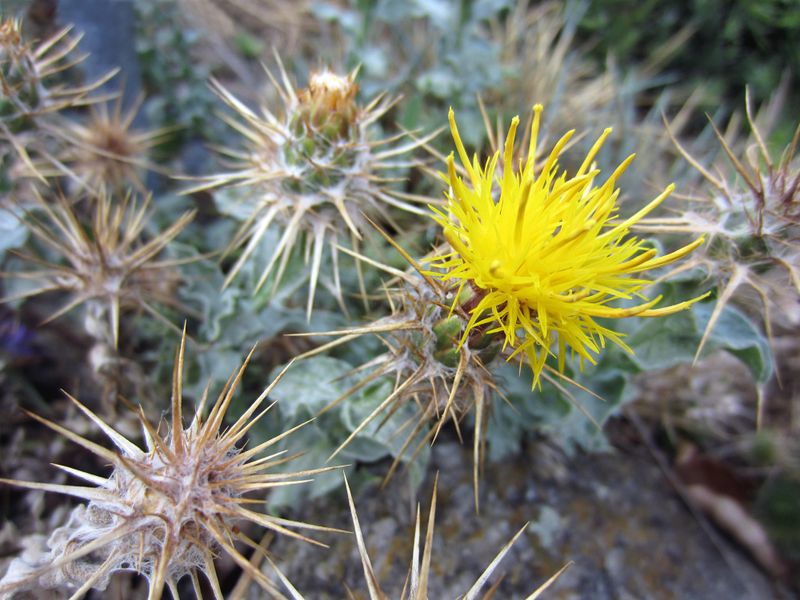 Pull Small Plants After Rain Pull Small Plants After Rain