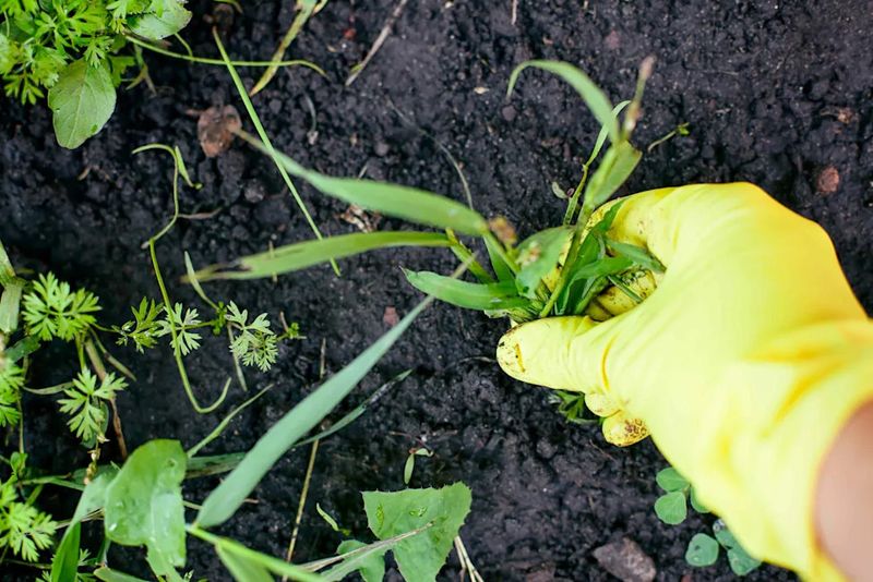 Pull Tiny Weeds Before They Set Seed