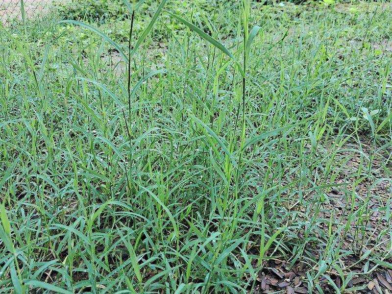 Pull Visible Crabgrass Before It Seeds