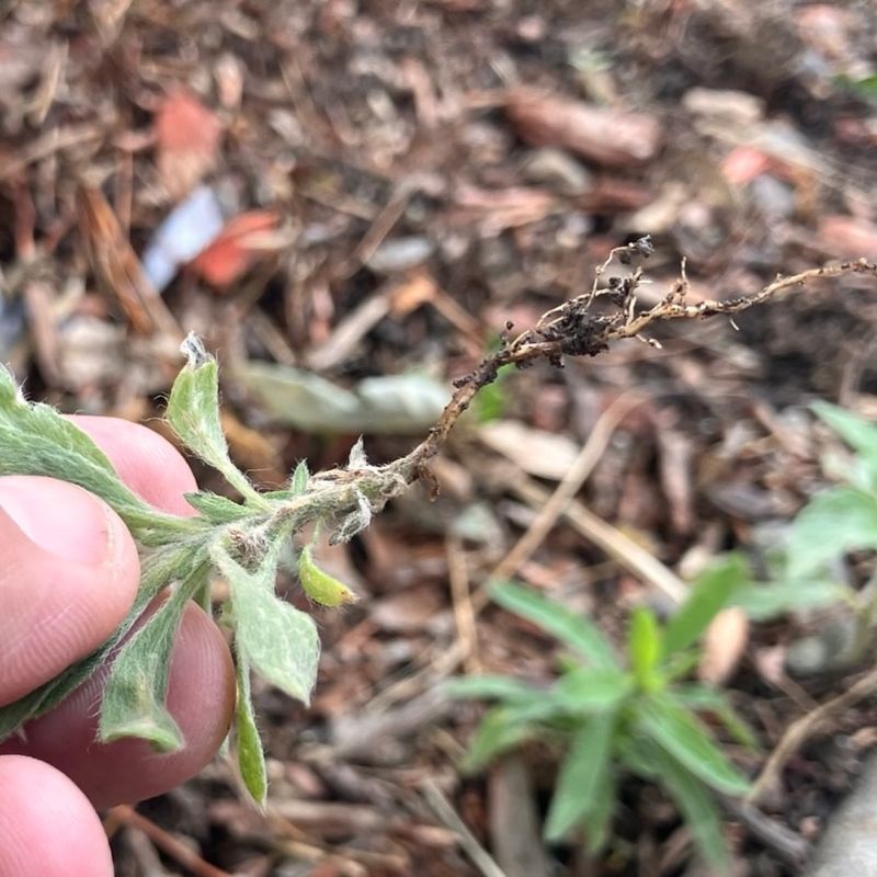 Pull Weeds While Soil Is Soft Pull Weeds While Soil Is Soft