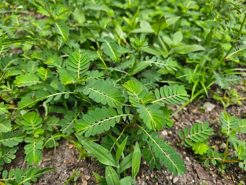 Pull Young Plants Before They Seed Pull Young Plants Before They Seed