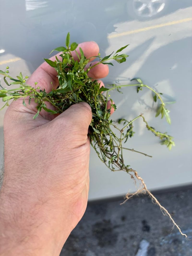 Pull Young Plants Before They Spread Pull Young Plants Before They Spread