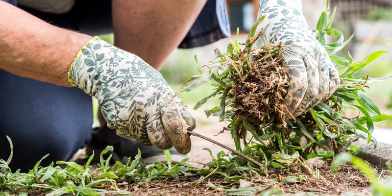Pull Young Weeds After Rain Or Irrigation Pull Young Weeds After Rain Or Irrigation