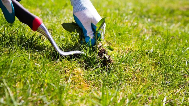 Pull Young Weeds Before They Drop Seed