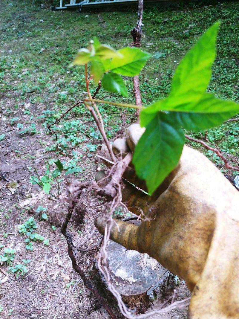 Pulling Large Vines By Hand Leaves Roots Behind Pulling Large Vines By Hand Leaves Roots Behind