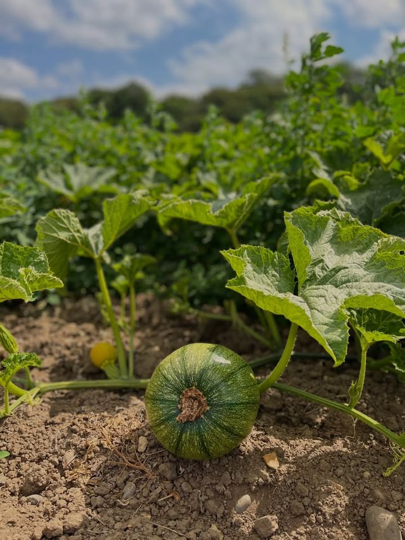 Pumpkins Need A Long Growing Season
