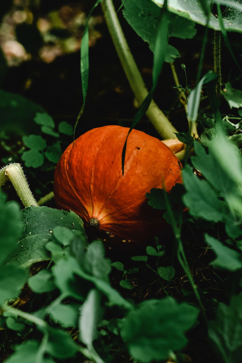 Pumpkins Pumpkins
