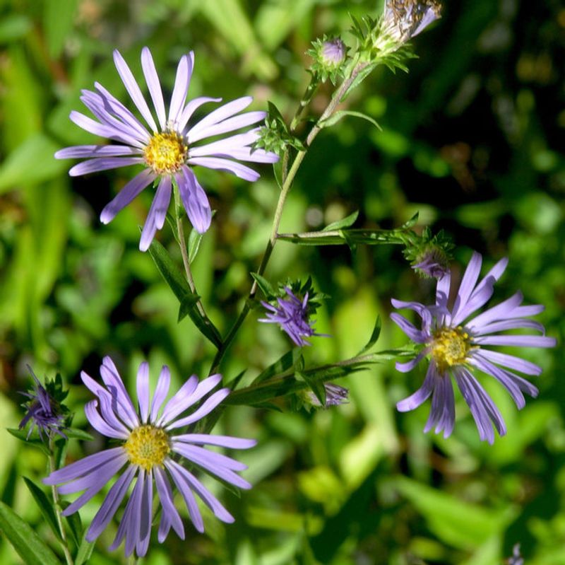 Purple Blooms Arrive When Annuals Fade Purple Blooms Arrive When Annuals Fade