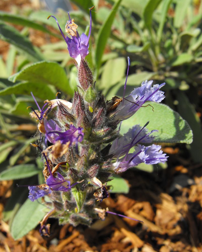 Purple Blooms Bring In Pollinators Purple Blooms Bring In Pollinators