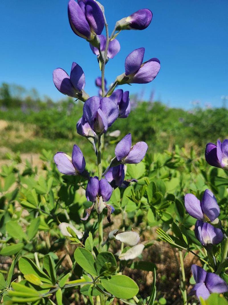 Purple Blooms Feed Desert Pollinators Purple Blooms Feed Desert Pollinators