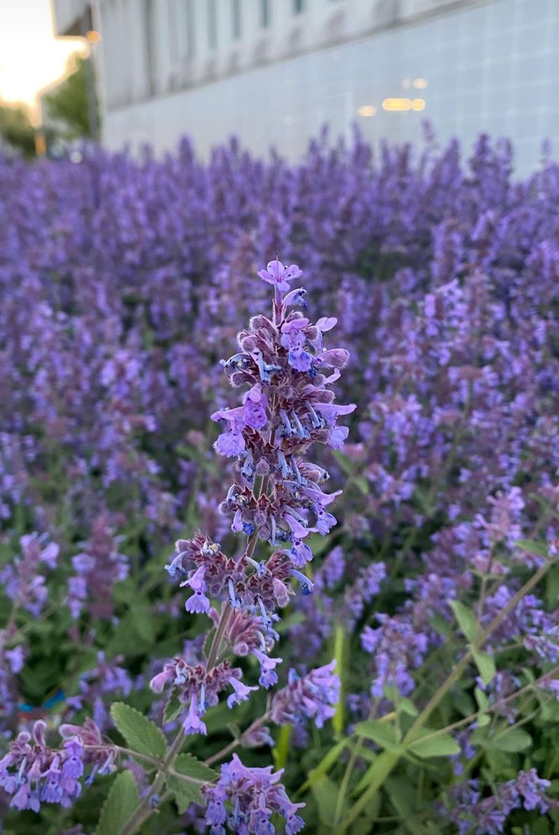 Purple Blooms Keep The Patio Pretty
