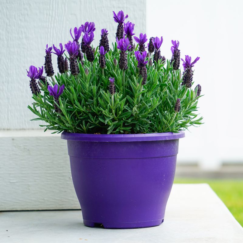 Purple Blooms Make A Porch Feel Welcoming Purple Blooms Make A Porch Feel Welcoming