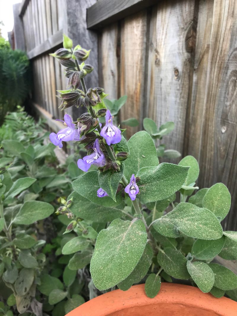 Purple Blooms Make It Garden-Worthy Purple Blooms Make It Garden-Worthy