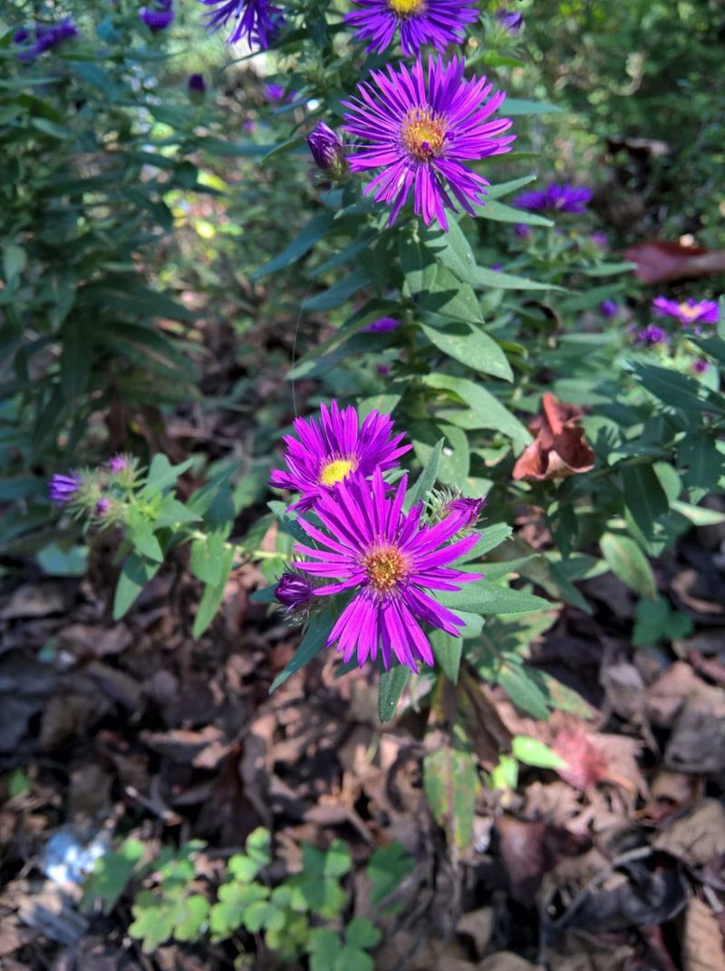 Purple Blooms Wake Up Tired Beds Purple Blooms Wake Up Tired Beds