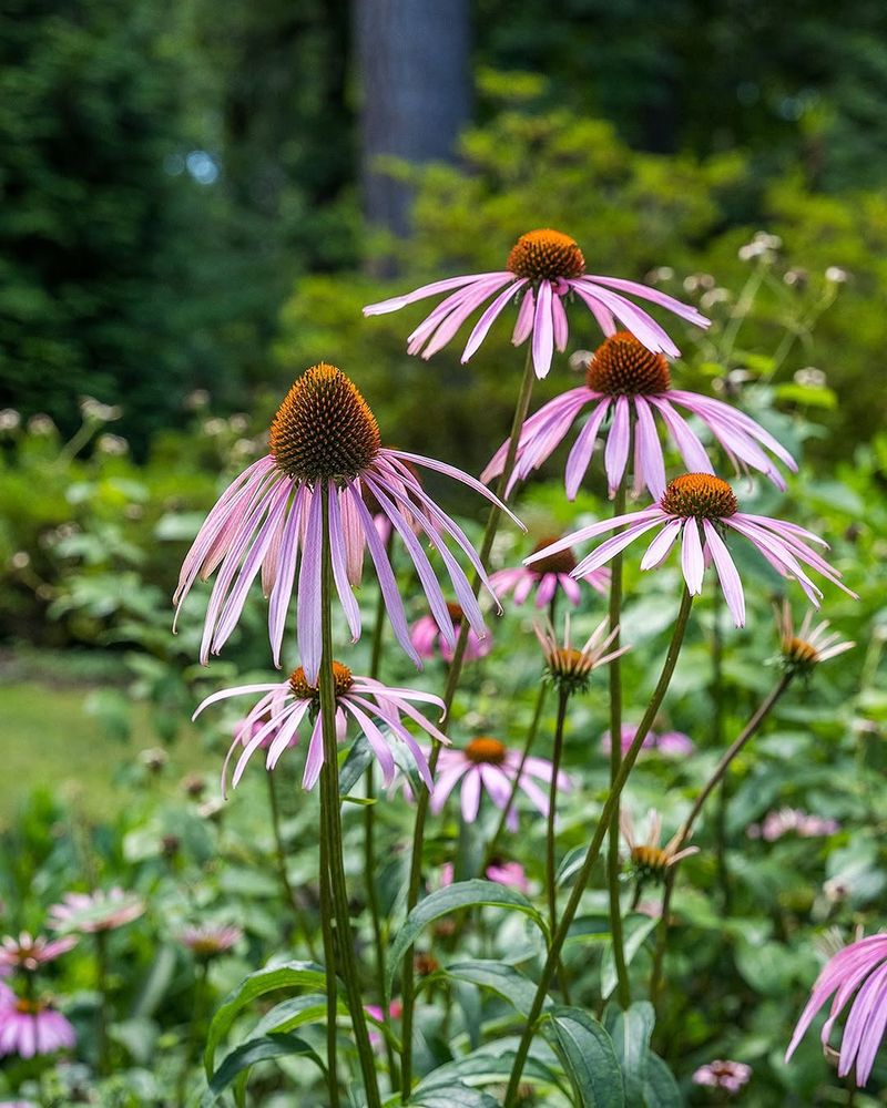 Purple Coneflower Purple Coneflower